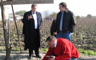 President Toomas Hendrik Ilves ja Gruusia riigipea Mikheil Saakashvili külastamas Kahheetia veinipiirkonda Gruusia Vabariigis
